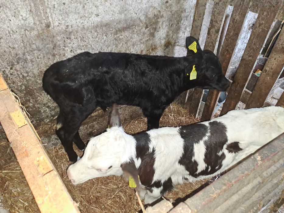 Byczki jałoszki cielaki