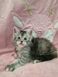 Maine Coon kotka kocieta