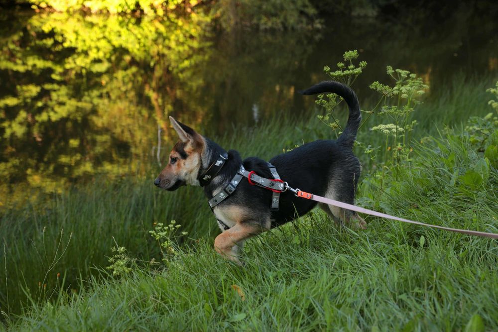 Sunia szczeniak w typie rasy Owczarek Niemiecki  ,szuka domu.