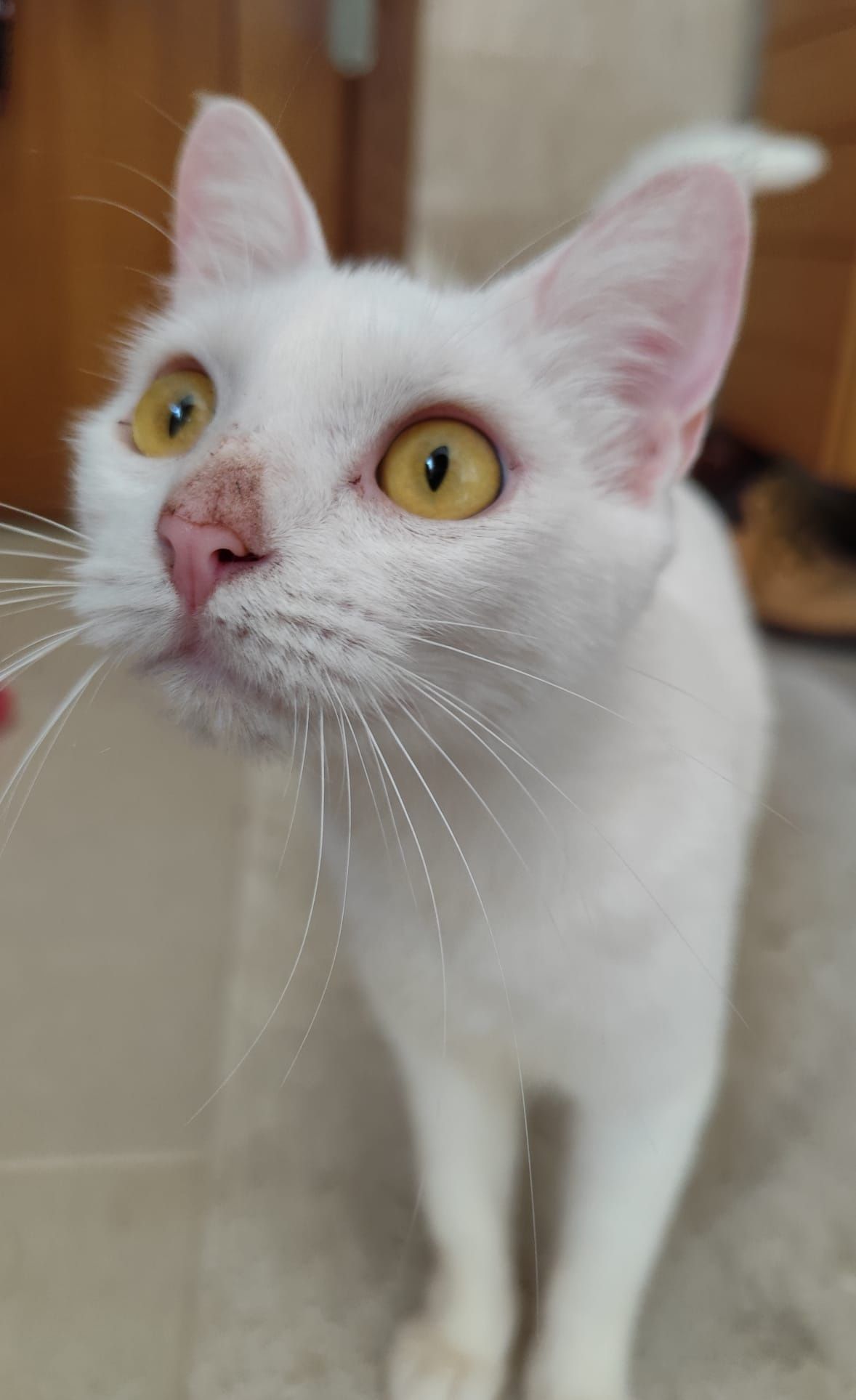 Gatinha branca para adopção