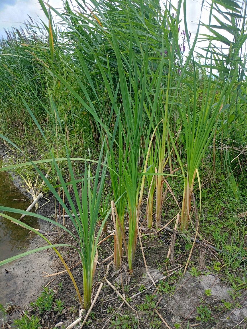 Рогоз широколистный (Typha latifolia) для пруда, водоема