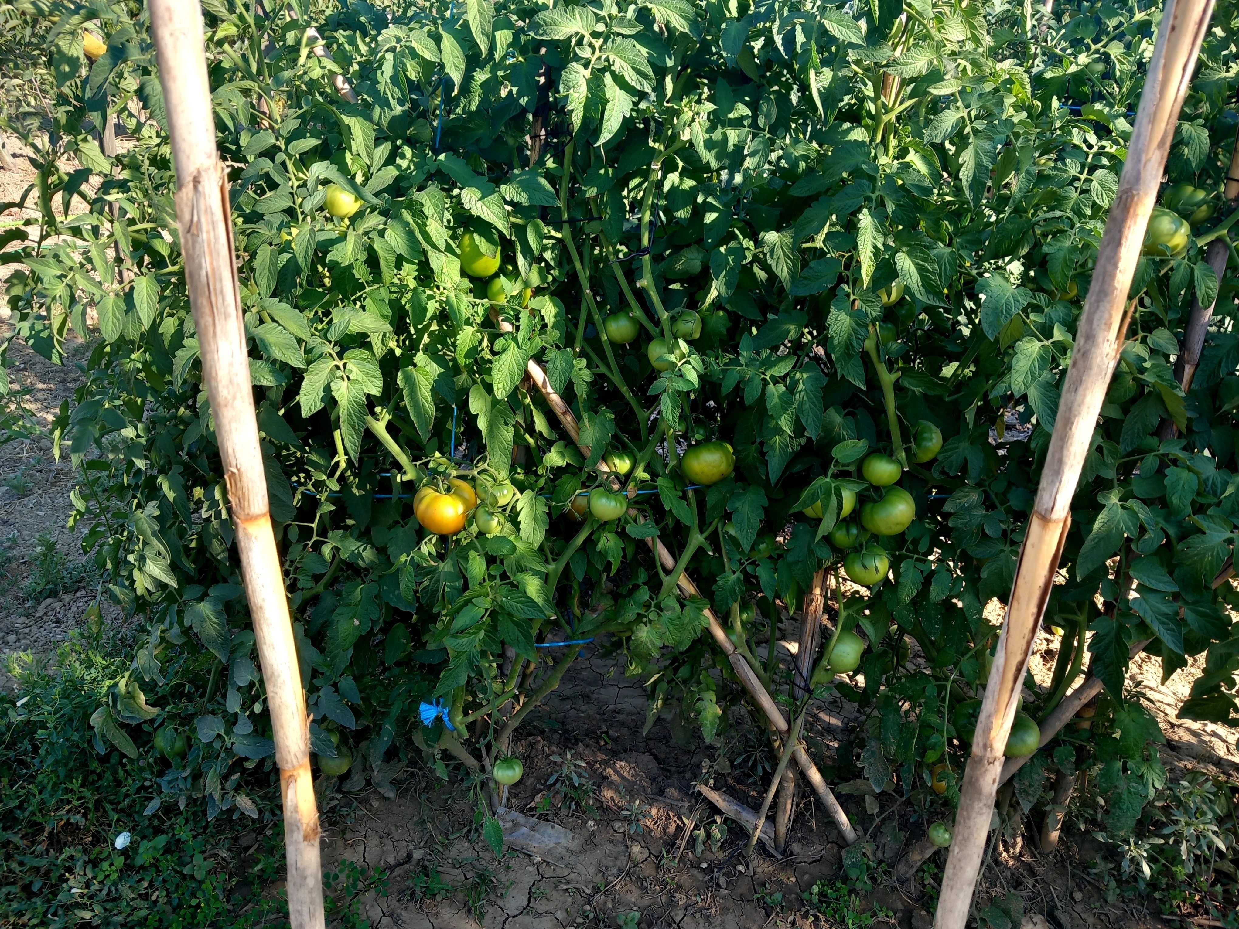 Tomates para venda
