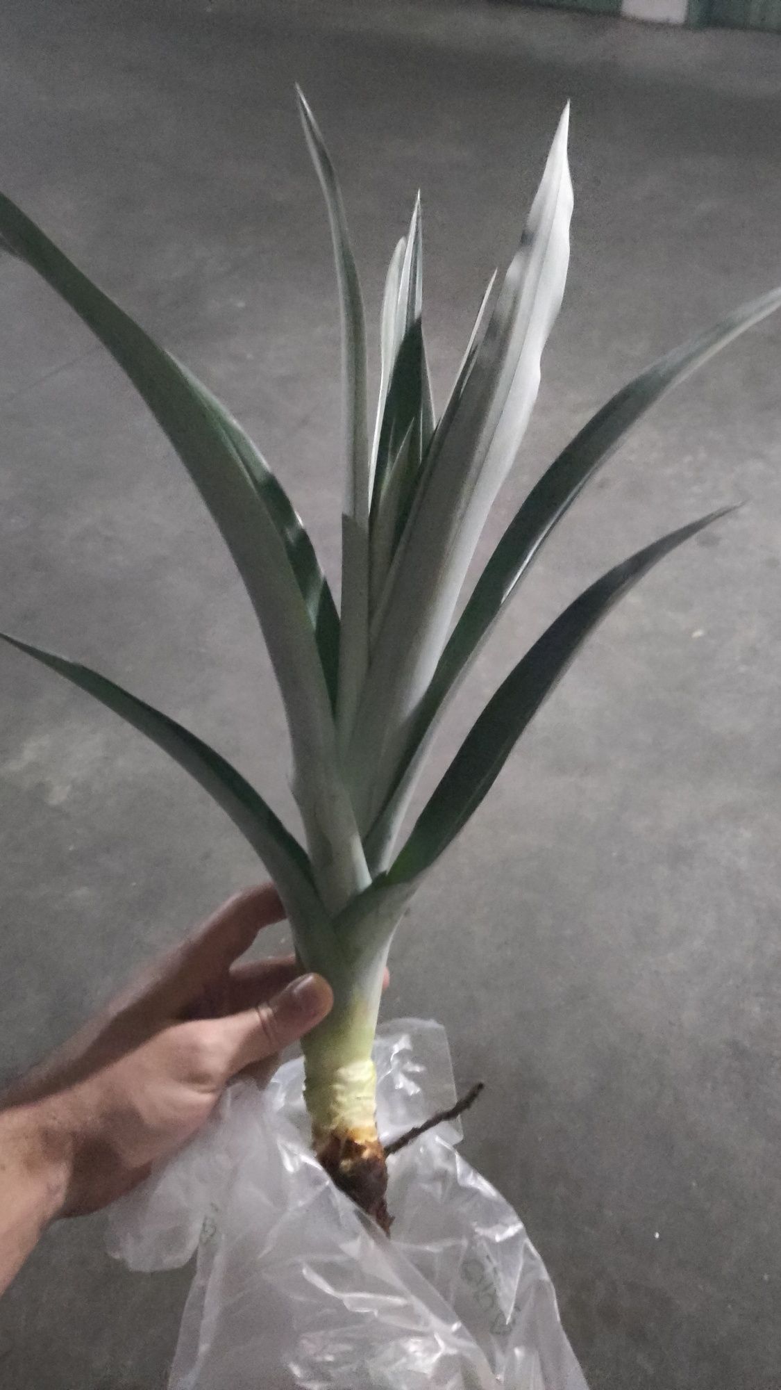 Planta do Ananás dos Açores