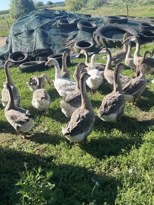 Gęsi Gąsiory ubite i żywe 2025