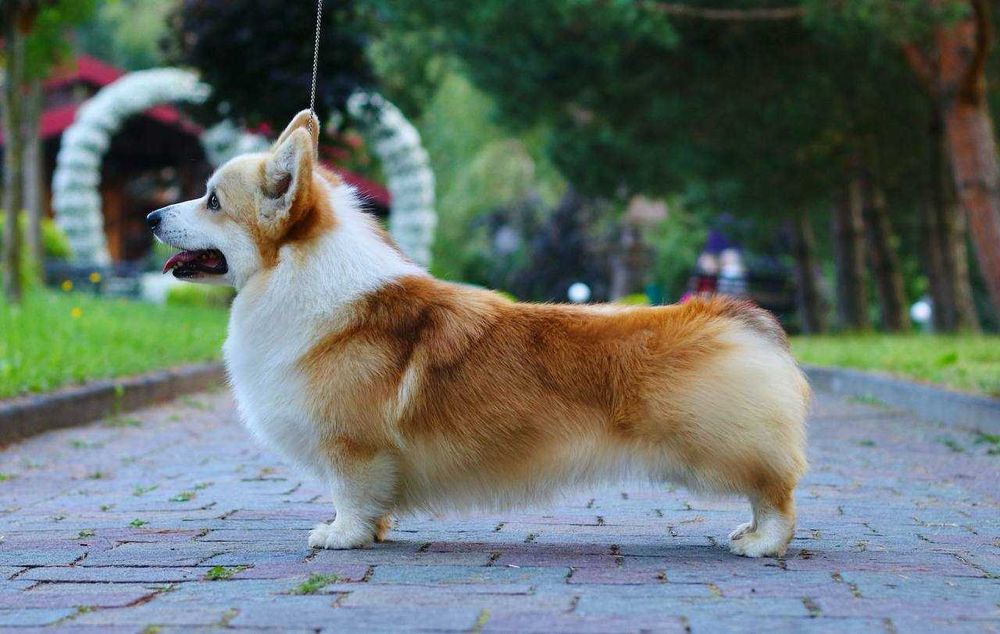 Urocze suczki Corgi — Sky i Space — szukają kochających domów