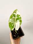 Alocasia Frydek variegata