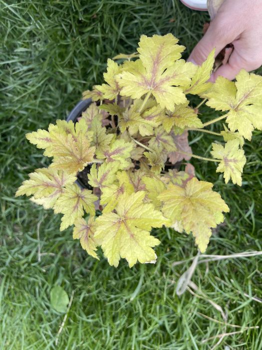 Продам гейхери доя саду різні сорти