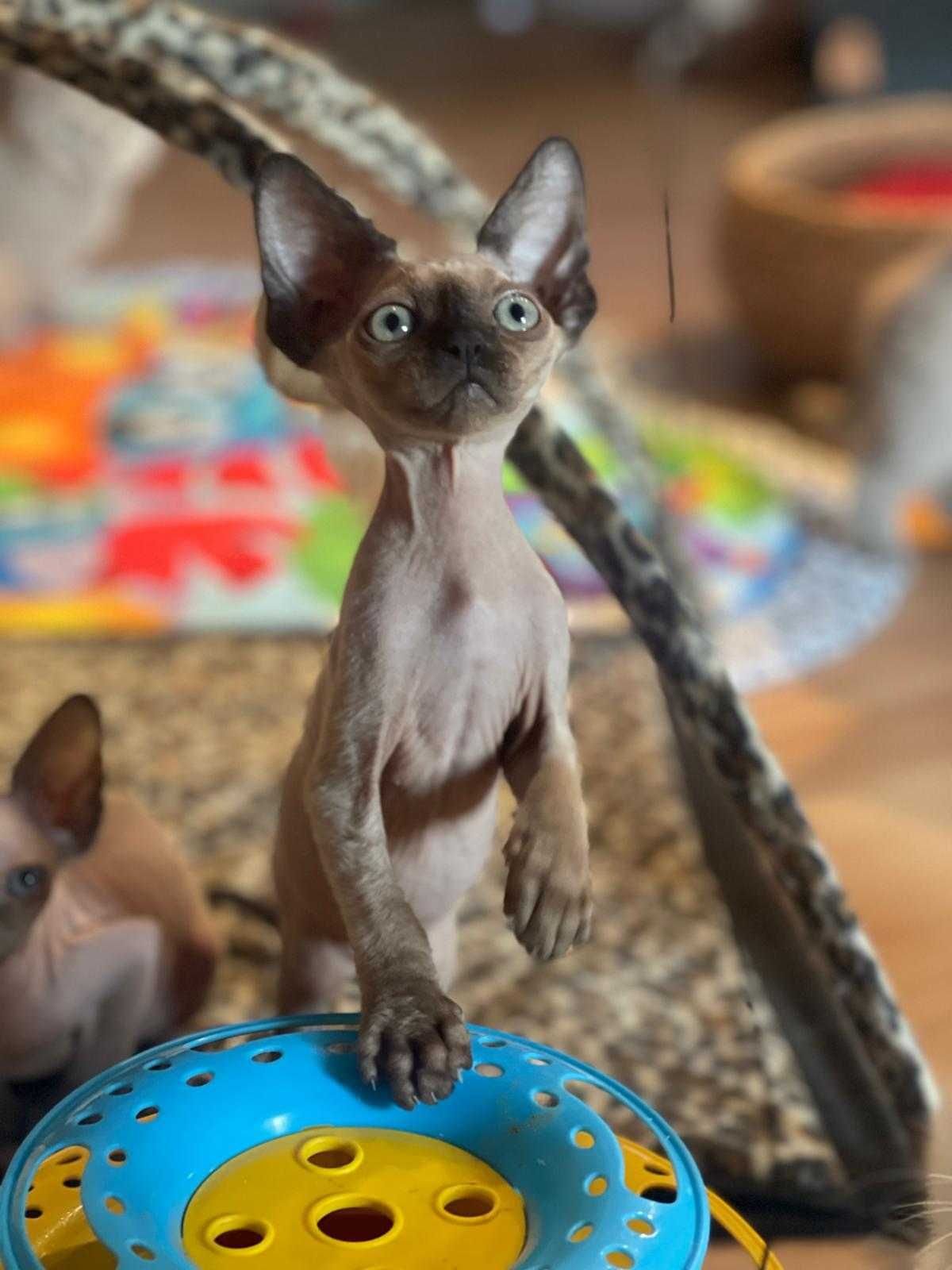 Devon rex, kocurek ,Fpl