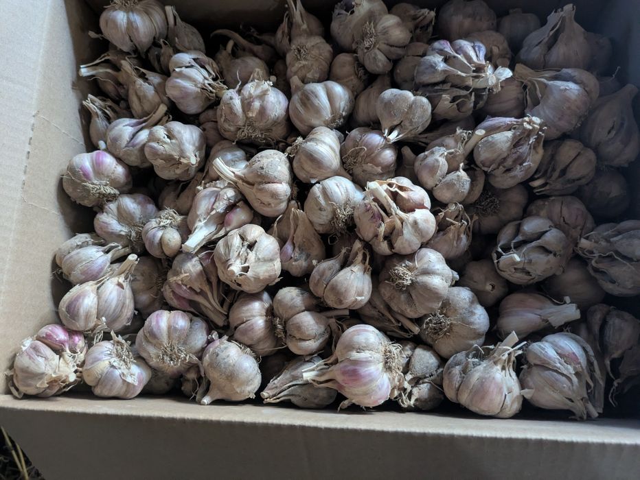 Czosnek ozimy Harnaś 2kg