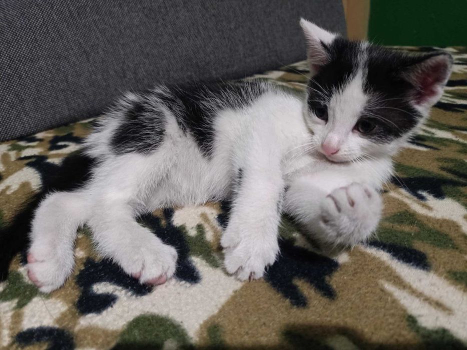 Oddam w dobre ręce małego kocurka