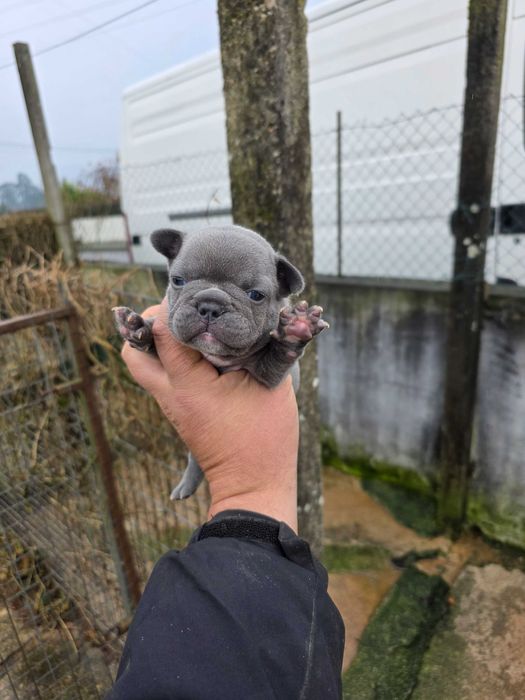 Bulldog frances blue mqcho