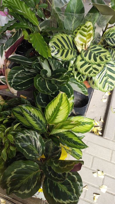 Кімнатні квіти,калатеї та інші