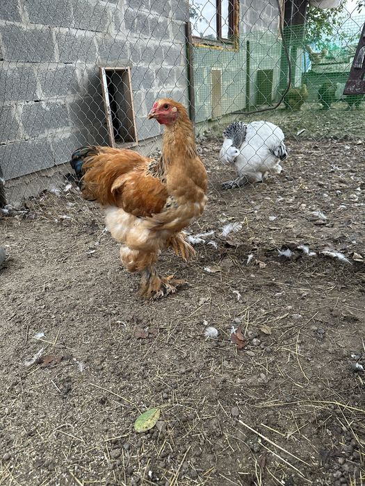 Продам курей брама