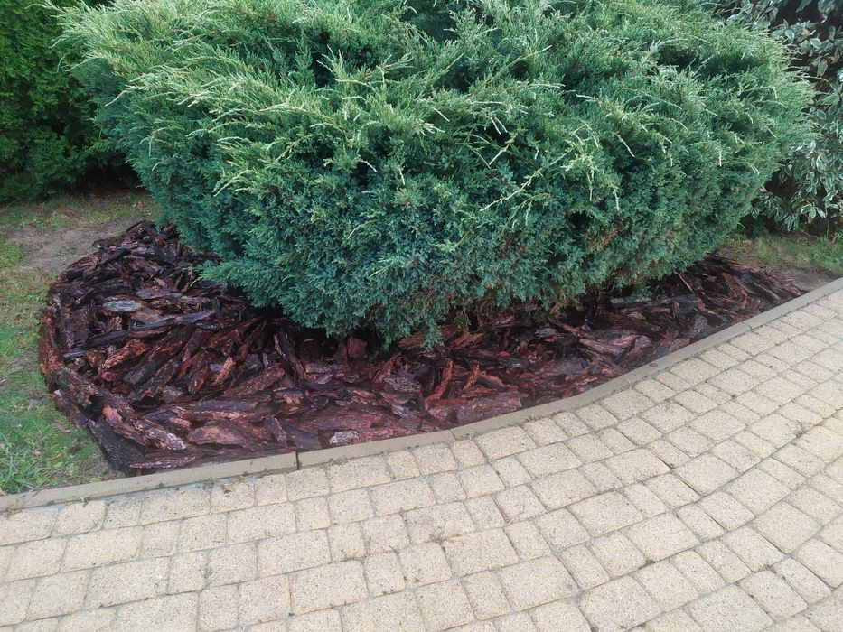 Kora sosnowa, Borówka amerykańska,ozdoba ogrodowa, zakwaszanie podłoża