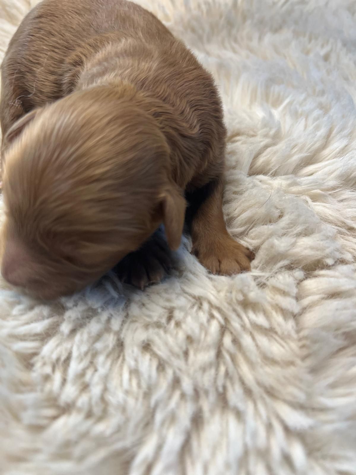 Szczeniak Maltipoo F1B z Rodzinnej Hodowli