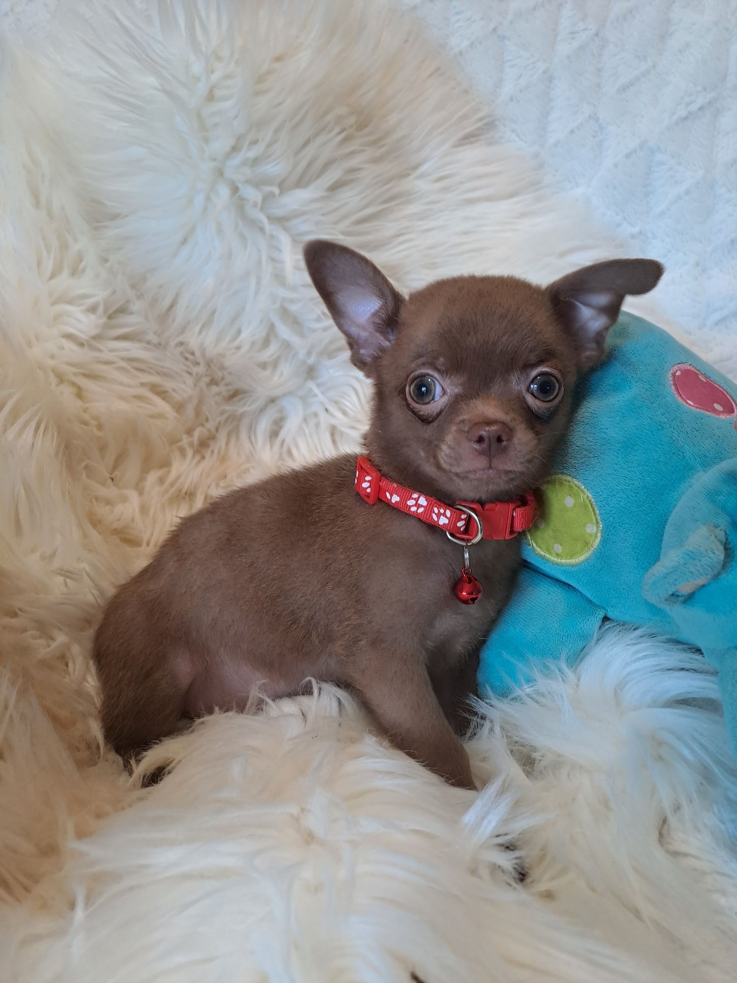 **MAYBI**chihuahua piesek choco gotowy do odbioru