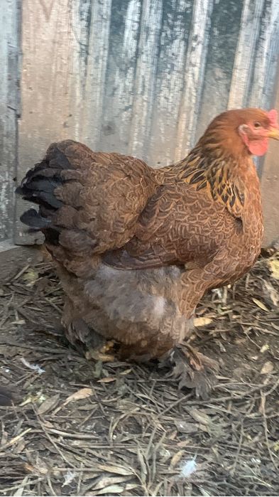 Vendo galinha " Brahma Bantam"  perdiz dourada