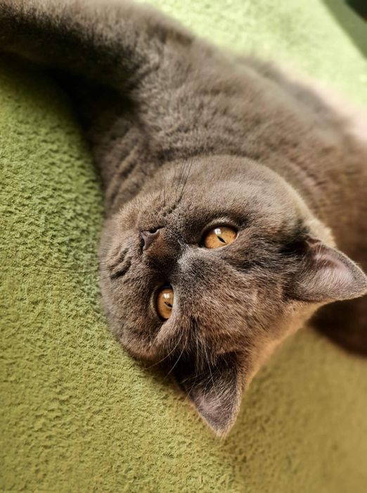 Kot Brytyjski   krótkowłosy