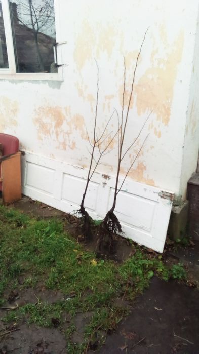 Азиміна Шенандоа  чотирічні саджанці(Інжири , гранати , хурма ,пекани)