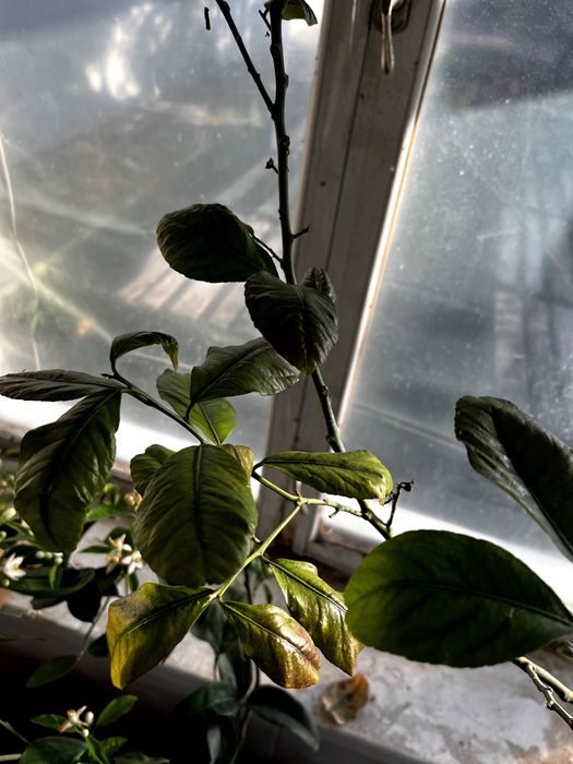 Продам цитрусове дерево (Лимон) 127 см - висота