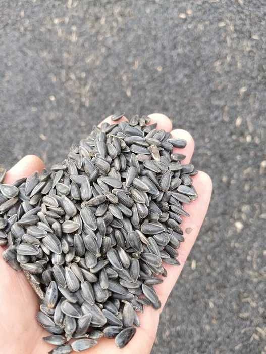 słonecznik na kwiaty, do łuskania