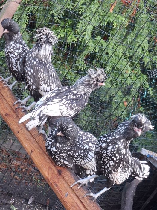 Koguty czubatki sebrytki