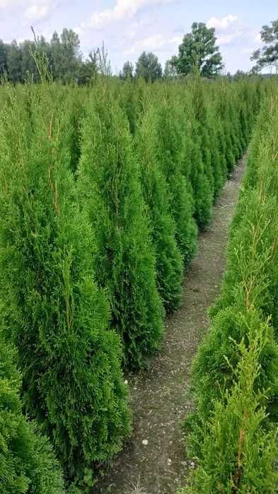 Thuja Tuja Szmaragd 160cm gotowy żywopłot TRANSPORT SADZIMY