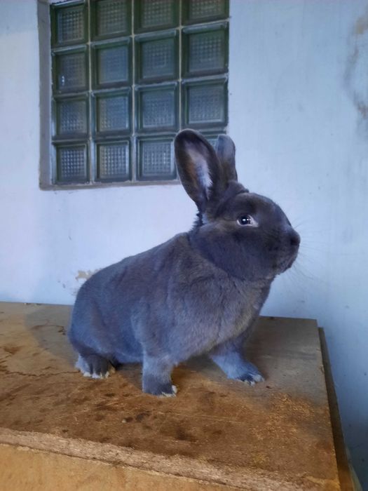 Samiec Wiedeński Niebieski WN królik z rodowodem dorosły 1.0