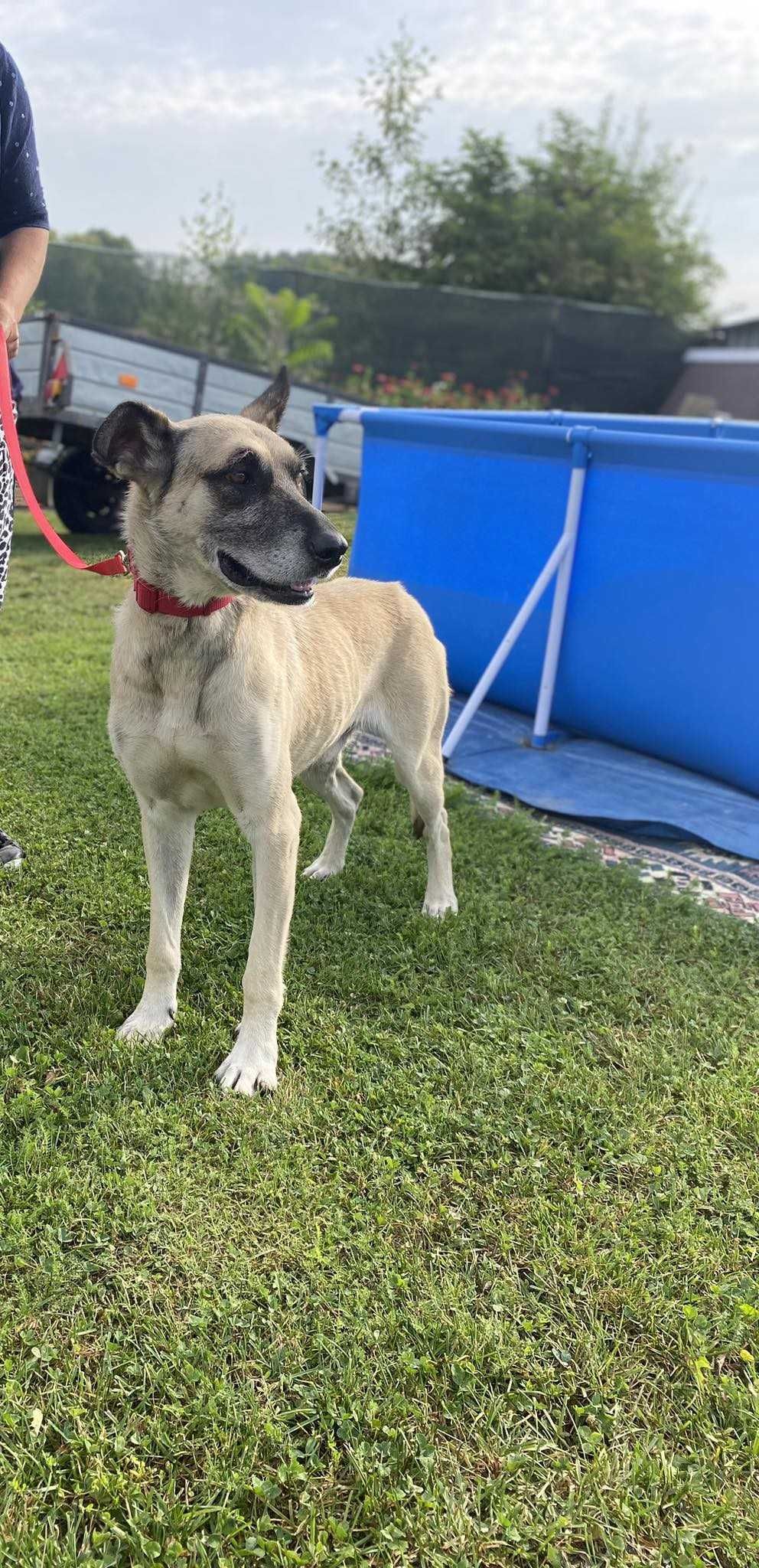 6 -letni Rex do adopcji