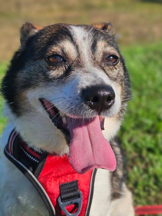 Tołdi – wesoły, bezkonfliktowy psiak szuka domu!  Adopcja