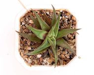 Haworthia limifolia (Хавортия лимифолия)
