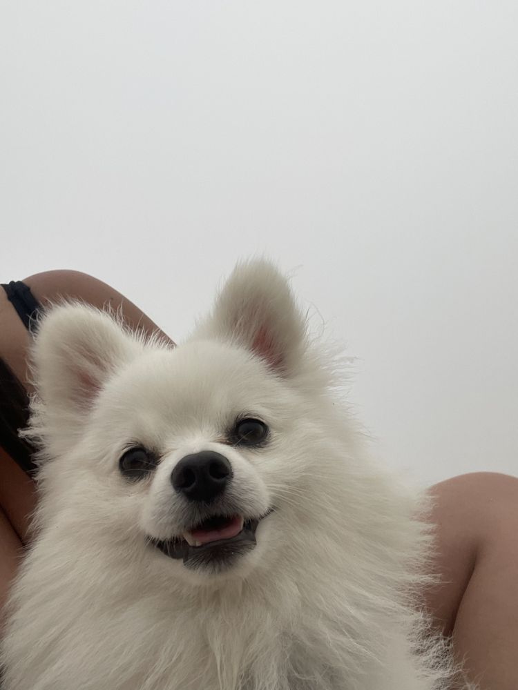 Spitz Alemão / Lulu da Pomerânia, linhagem Russa, Procura Namorada