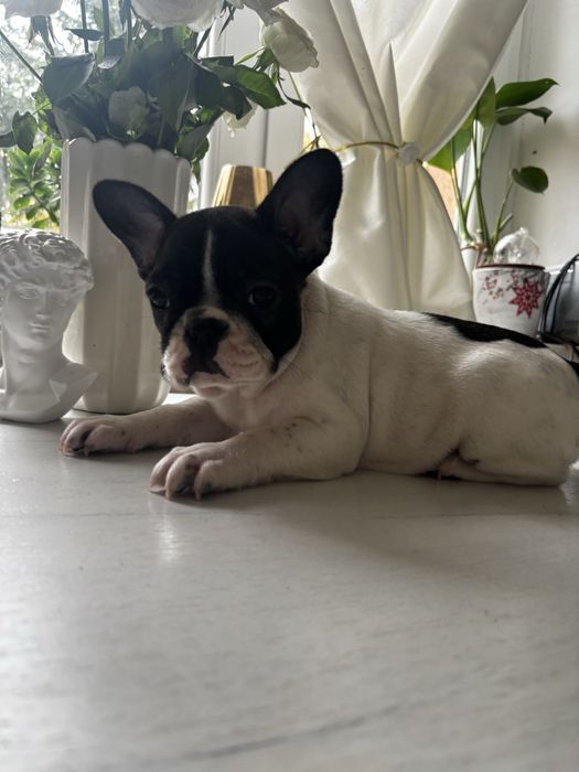 Buldog francuski z rodowodem suczka gotowa do odbioru