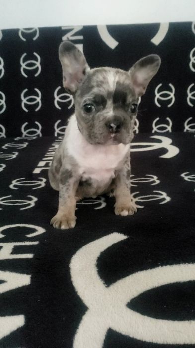 Шикарная девочка голубая мерле