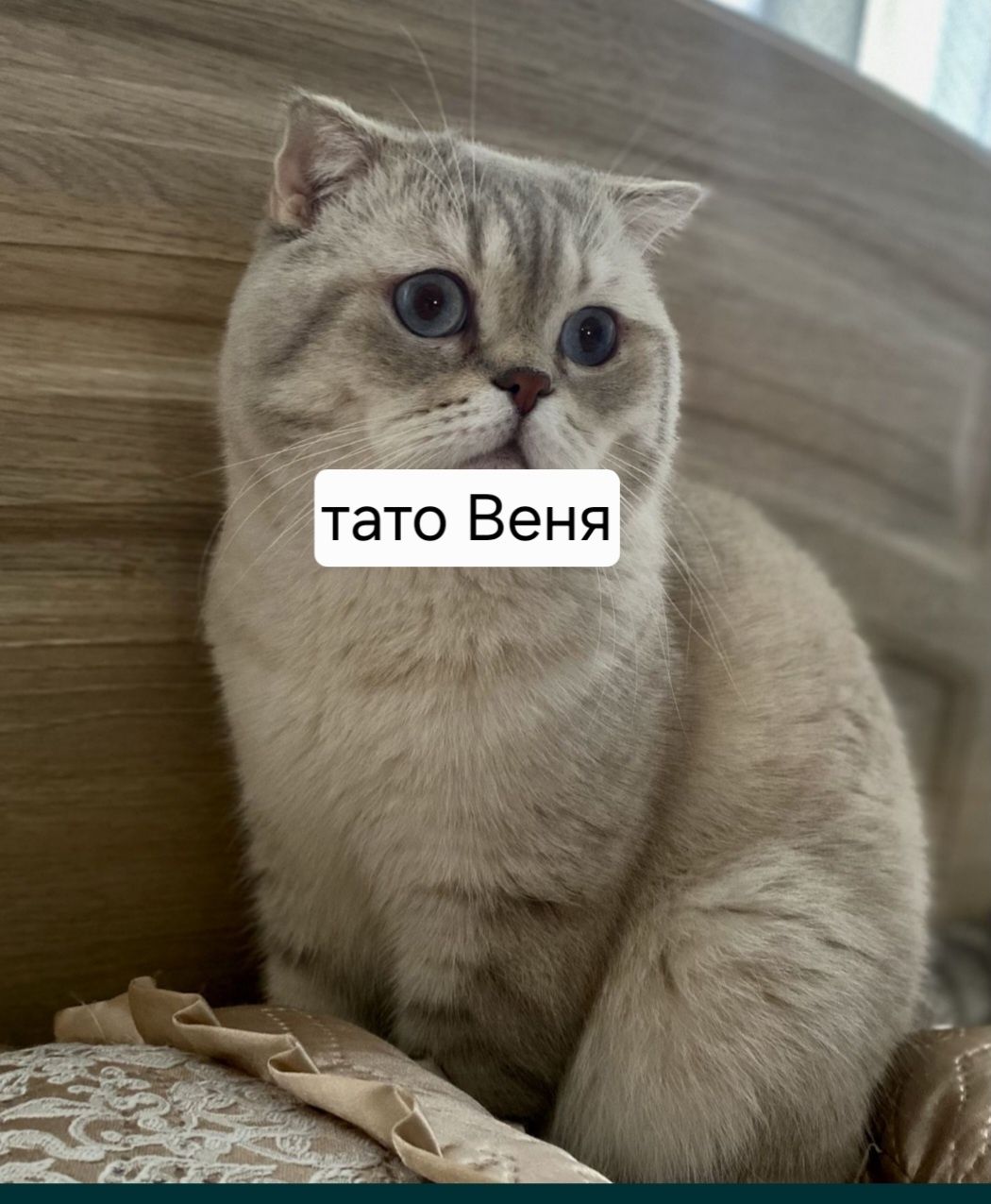 Кошенята срібна  шиншила