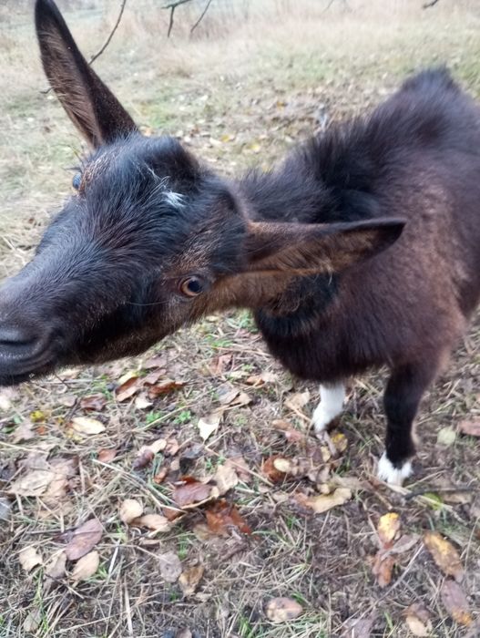 Срочно продам козочок