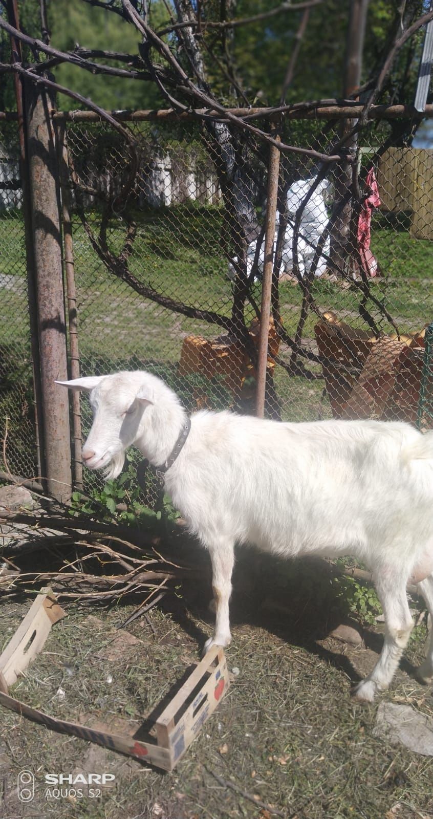 Продам козу заанської породи