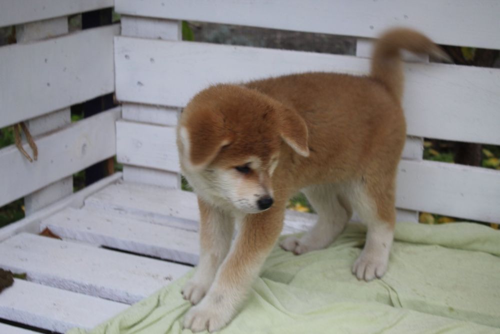 Хлопчики і дівчатка. З документами КСУ.