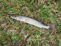 Zakupię szczupaka 15 - 30 cm do oczka wodnego