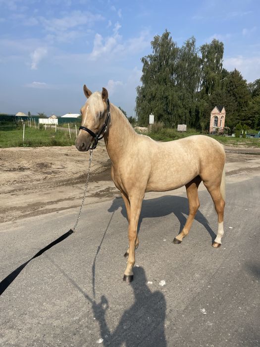 Klacz DRP po Herzgold D