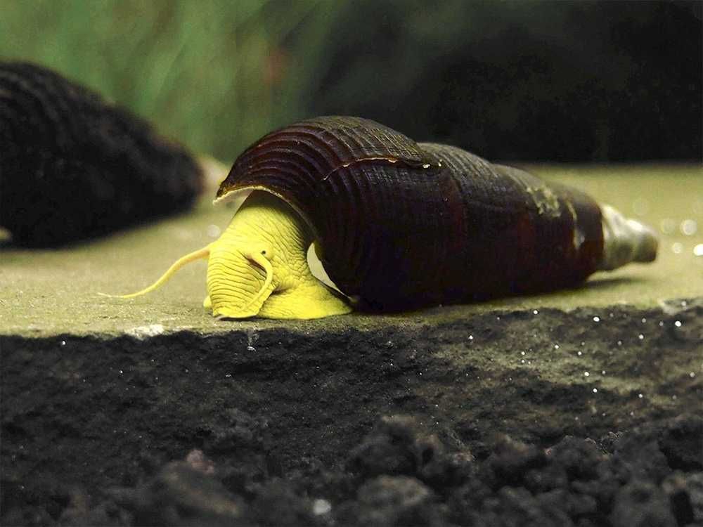 Ślimak Tylomelania yellow - Tylomelania sp. Yellow - dowóz, wysyłka