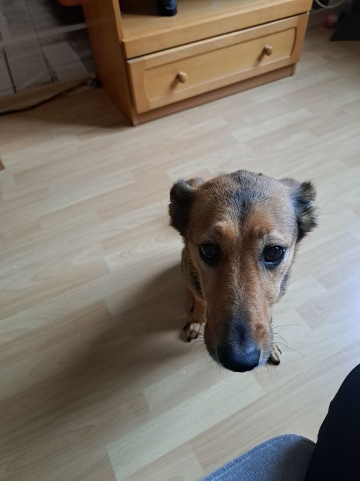 Oddam suczke w dobre ręce.