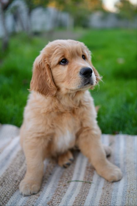 Цуценя золотистого ретривера/щенок/справжній рудий окрас