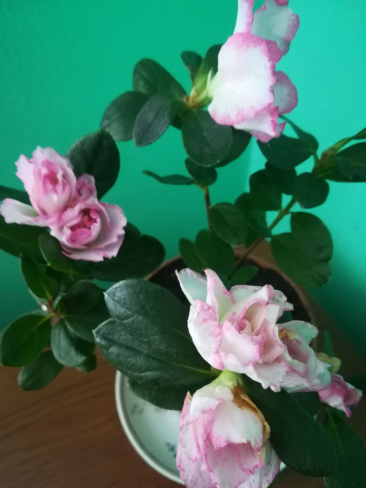 Комнатная бело розовая  Азалия (срочно)