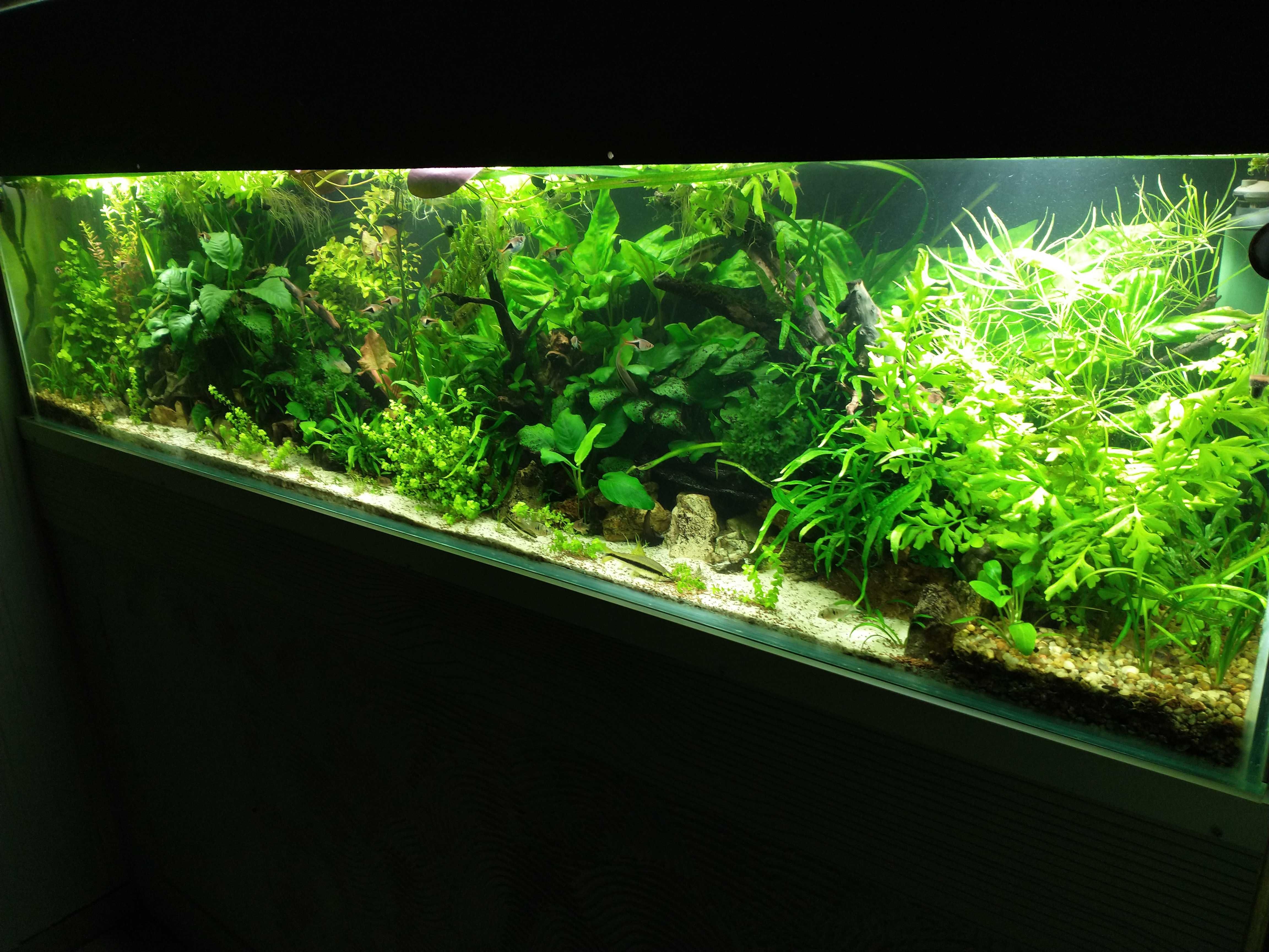 PlantiComplex,hodowla wysyłkowa roślin akwariowych i (mchów)