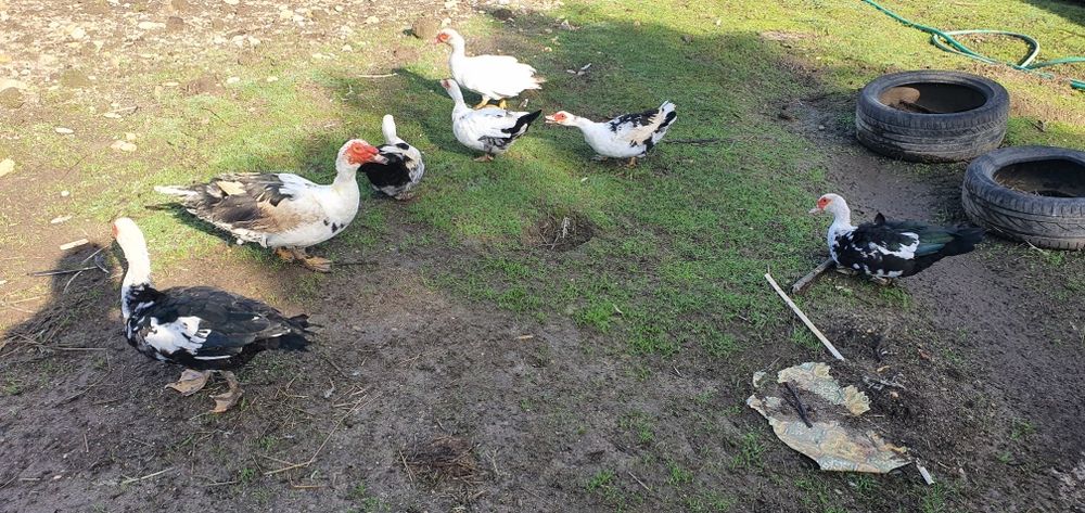 Patos mudos casais ou separados