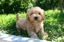 Maltipoo disponível