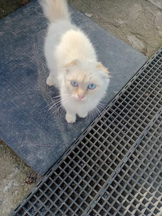 Отдам молодую кошечку.