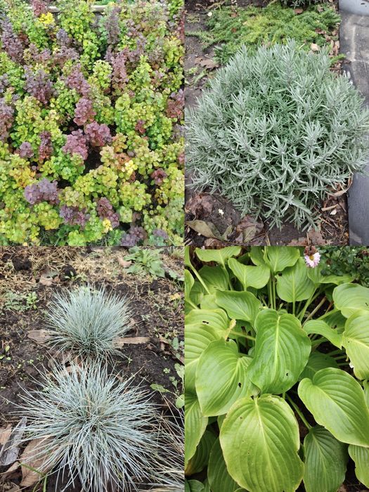 Жоржини, Георгины, та інші квіти