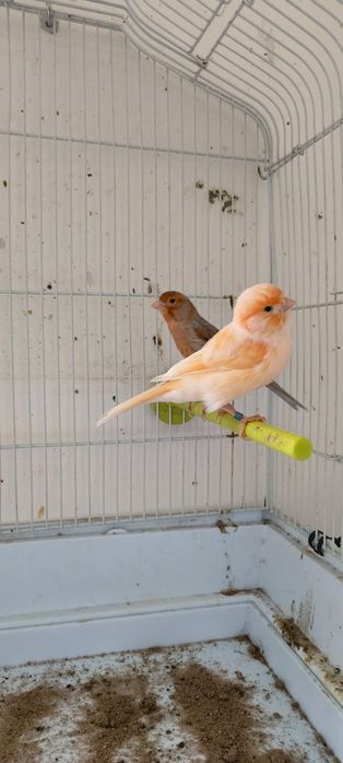 Samiczka 2024 biszkoptowa